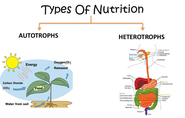 types of nutrition